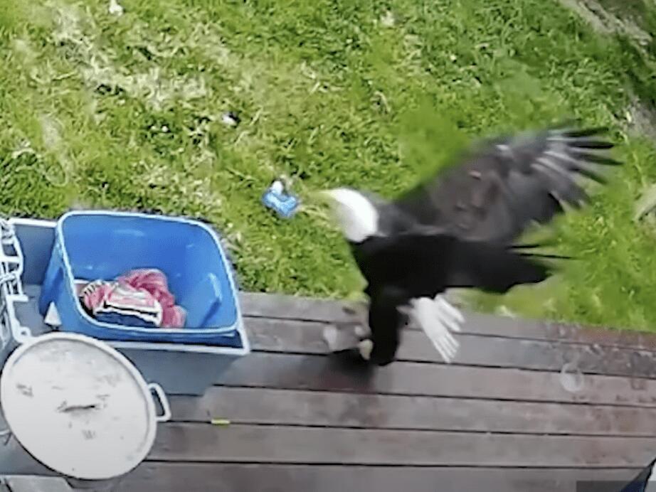 Bald Eagle Scoops Up Yappy Yorkie Dog From BC Back Porch