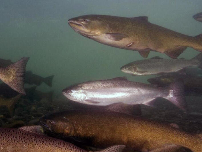 ADF&G Releases 2025 Southeast Alaska Chinook Salmon Run Forecast