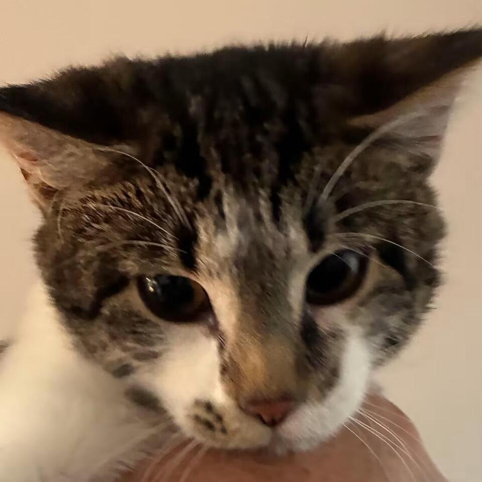 🐱 Playful Kittens Ready for Adoption in Mundelein, IL - NewsBreak