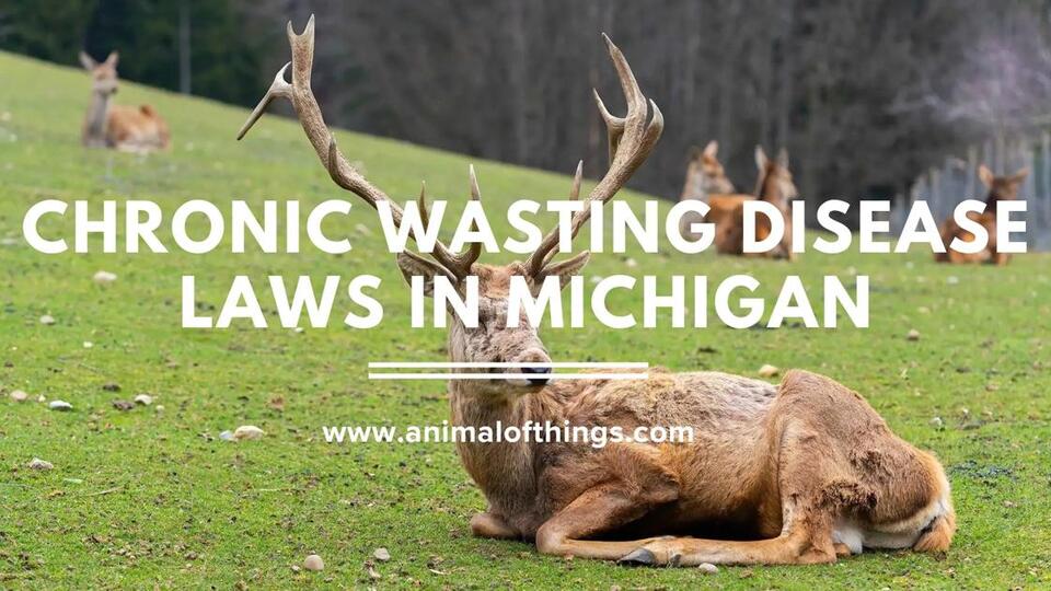 Chronic Wasting Disease Laws in Michigan: What Hunters and Landowners Must Know