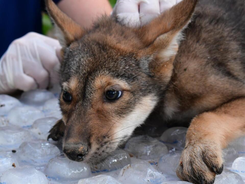 Newest members of world's most endangered wolves born at Saint Louis
