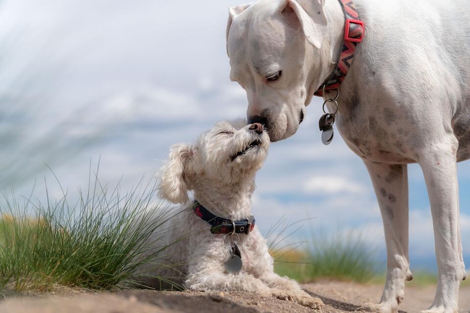 How to Make Your Home Safe for Your Puppy - NewsBreak