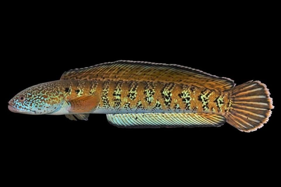 Fish Thought to Be Extinct Found Alive 85 Years Later - NewsBreak