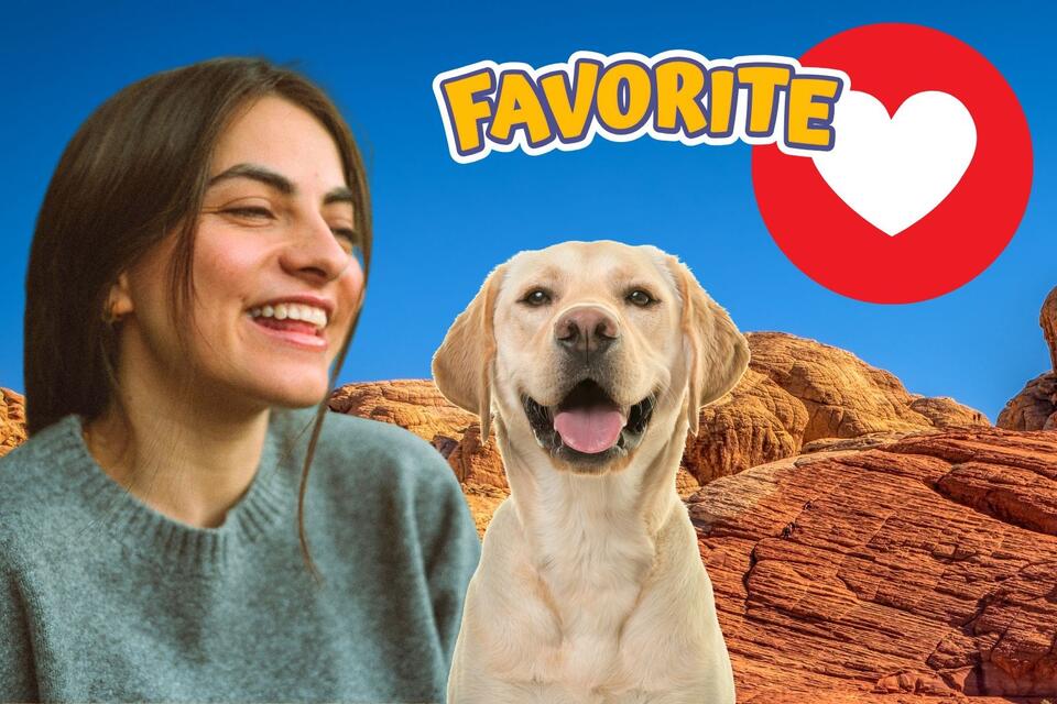 5 Reasons Labradors Are Utah's Favorite Pet - NewsBreak