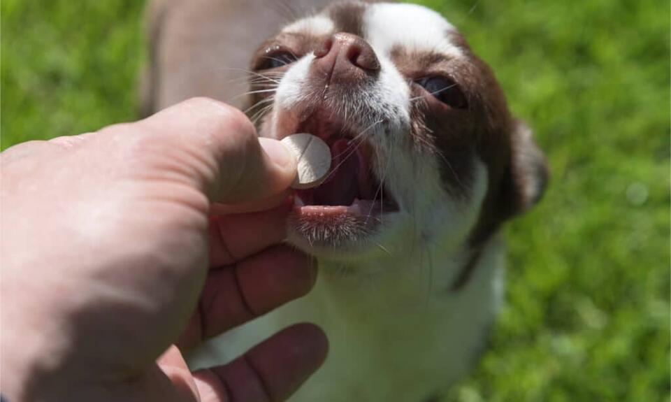 Vetmedin Dosage Chart for Dogs: Risks, Side Effects, Dosage, and More ...