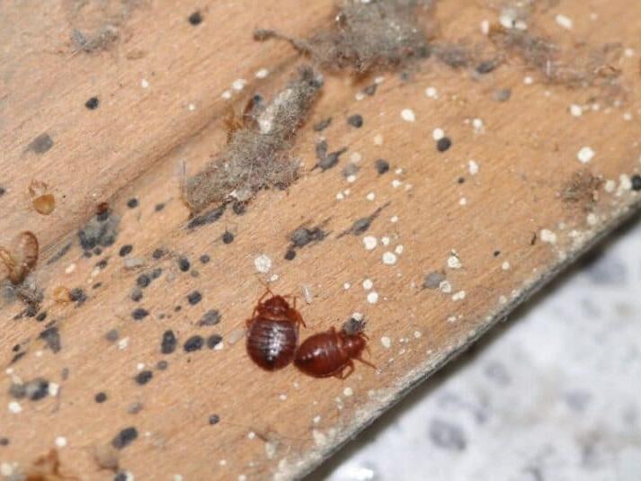 Can Bed Bugs Live In Your Hair?