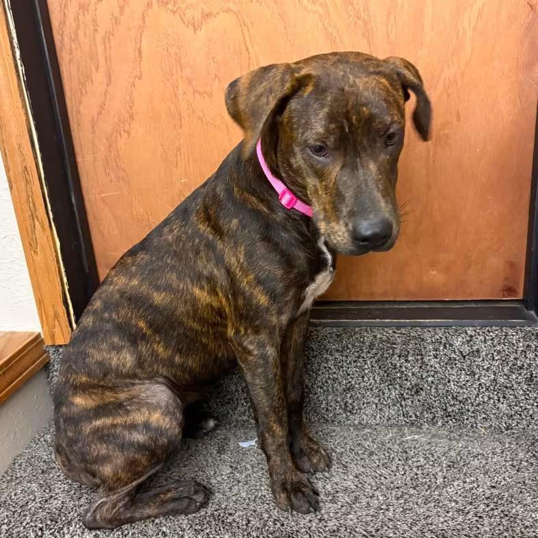 🐶 Playful, Gentle & Loyal Dogs Ready for Adoption in Arma - NewsBreak