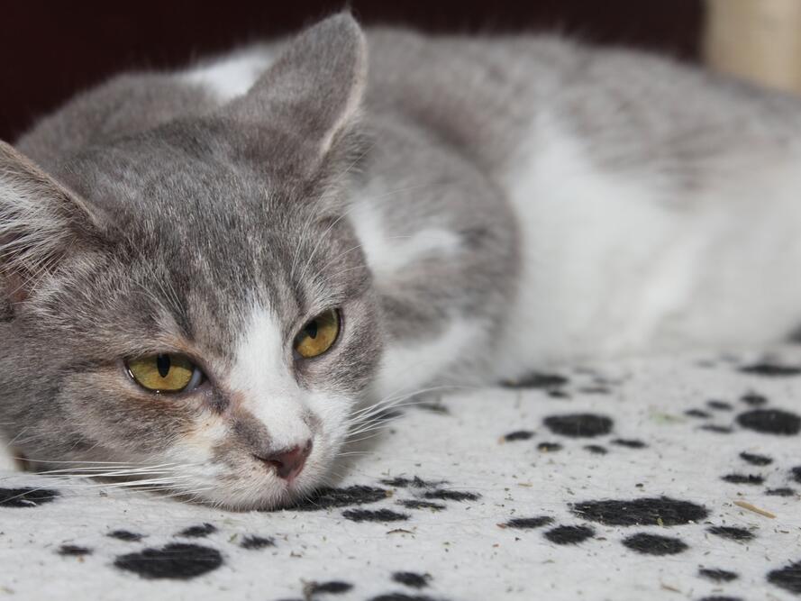 View of Gastroenteritis in Cats