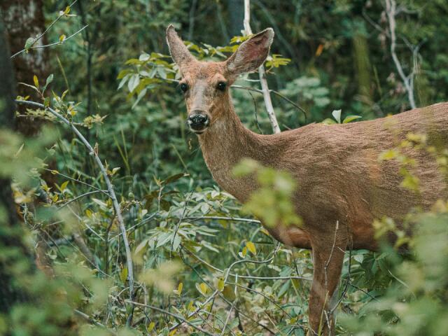 Deer causes serious bicycle crash in Little Cottonwood Canyon - NewsBreak