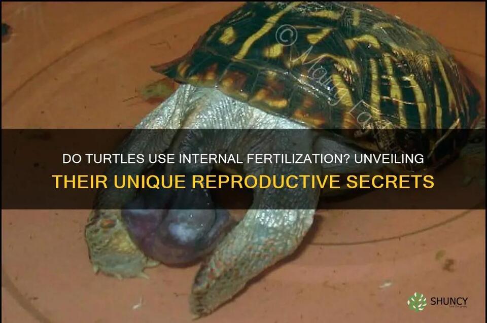 Do Turtles Use Internal Fertilization? Unveiling Their Unique ...
