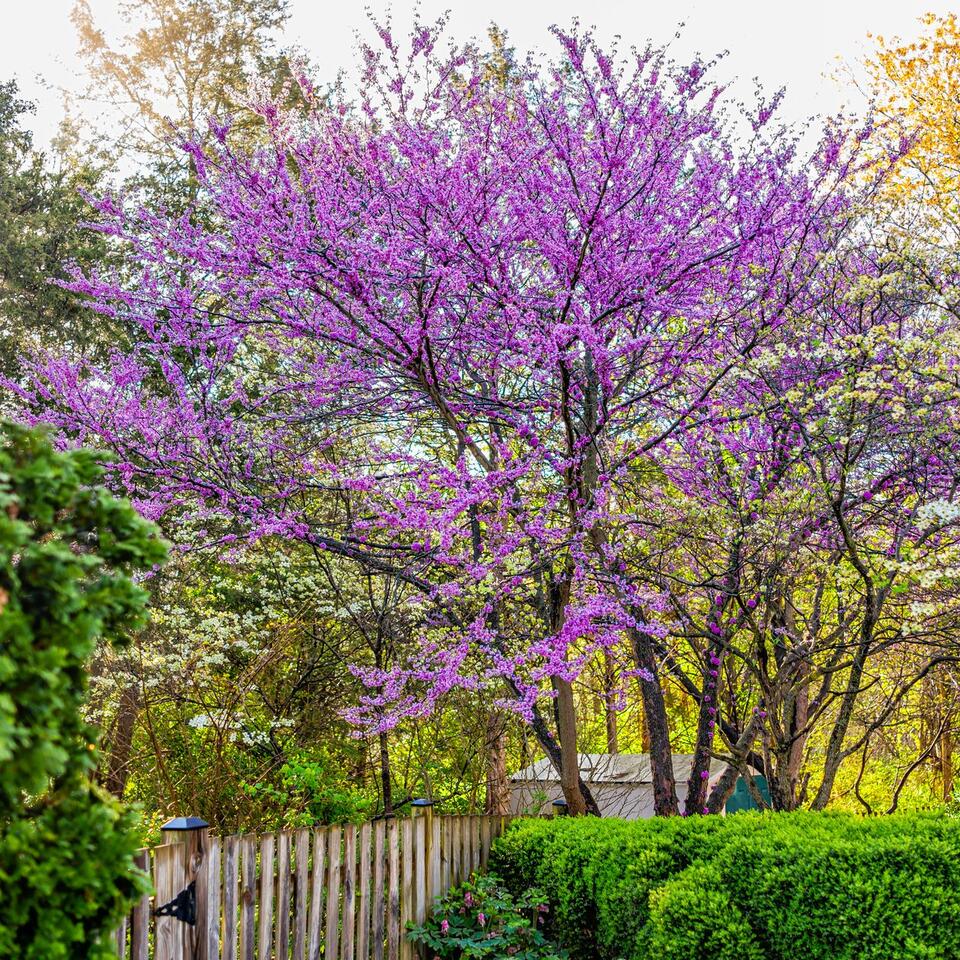 I've Been Writing About Trees for 20 Years, These Are the 5 Native ...