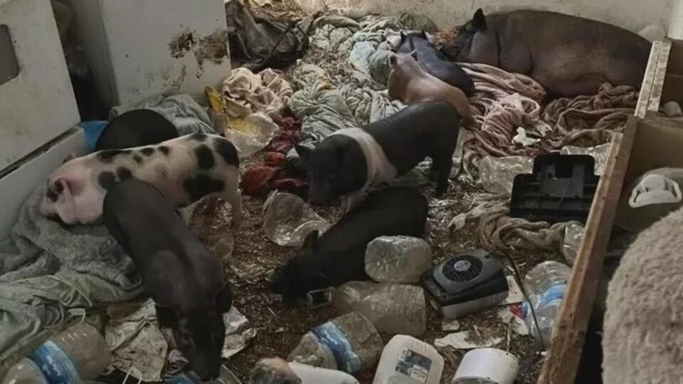 Police said they found over 50 pigs living in a home when they went to ...