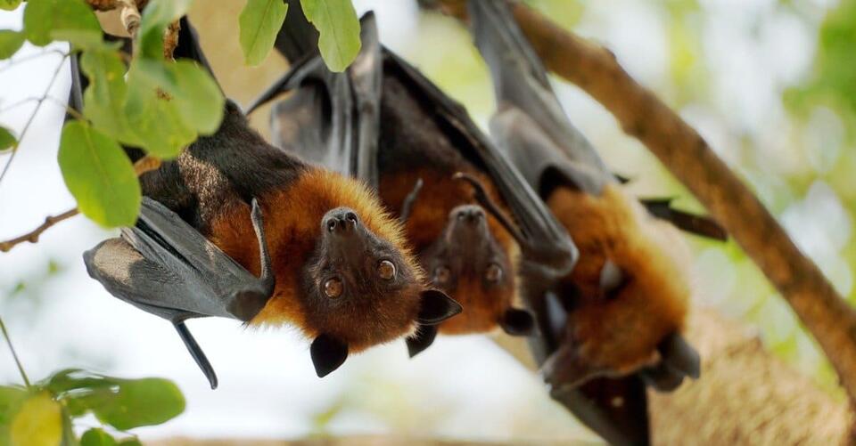 Find Out Where Rabid Bats Have Been Spotted in the U.S. Recently ...