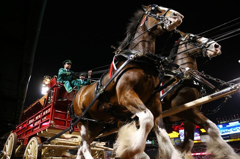 World-Famous Budweiser Clydesdales Coming Back to the Basin - NewsBreak