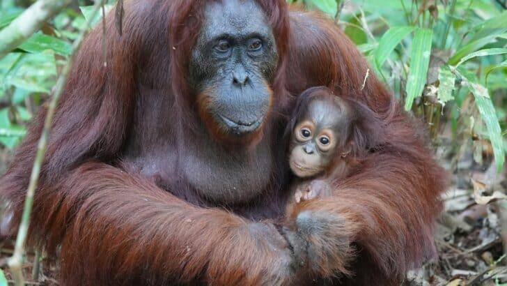The Most Magical Forests to See Orangutans in the Wild