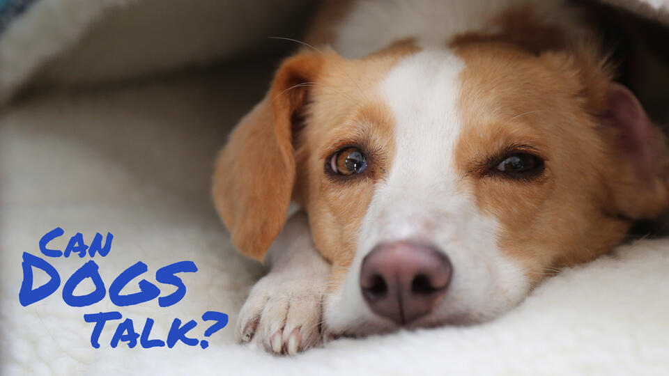 PBS NOVA: CAN DOGS TALK?: Speech pathologist Christina Hunger on new ...