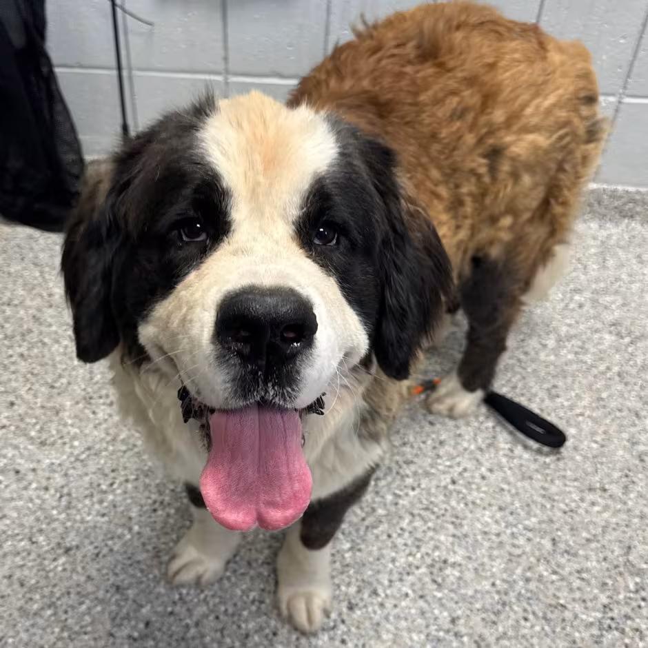 🐶 Playful & Loving Dogs Ready for Adoption in West Olive - NewsBreak