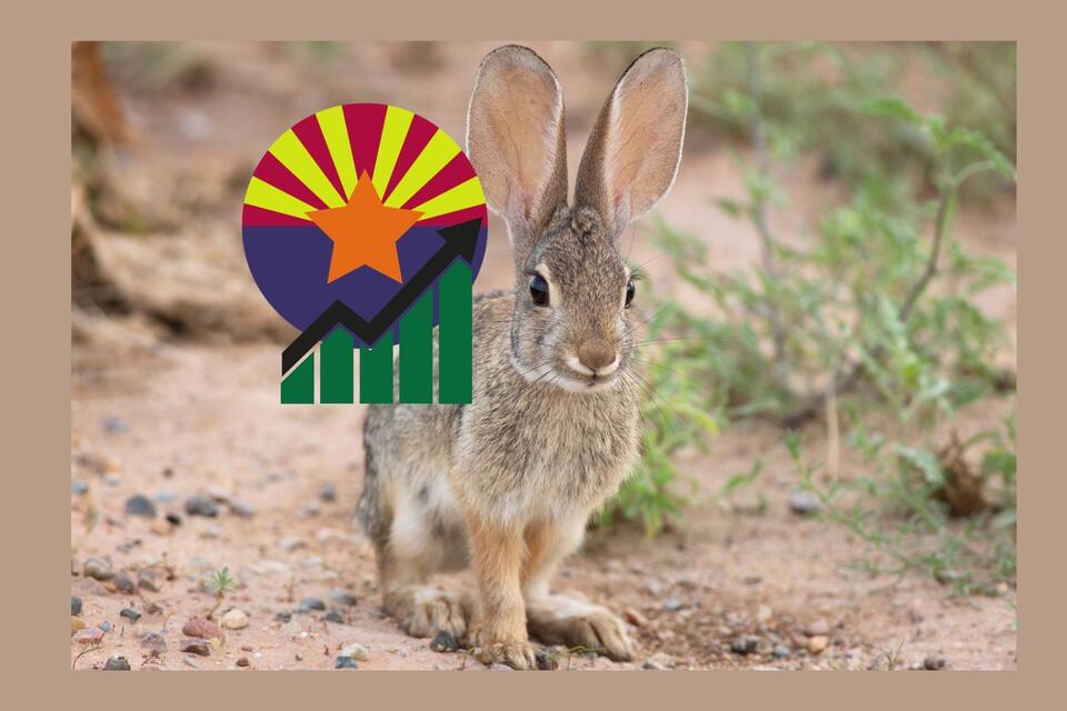How Rabbit Populations Are Recovering In Arizona By 2026 - NewsBreak