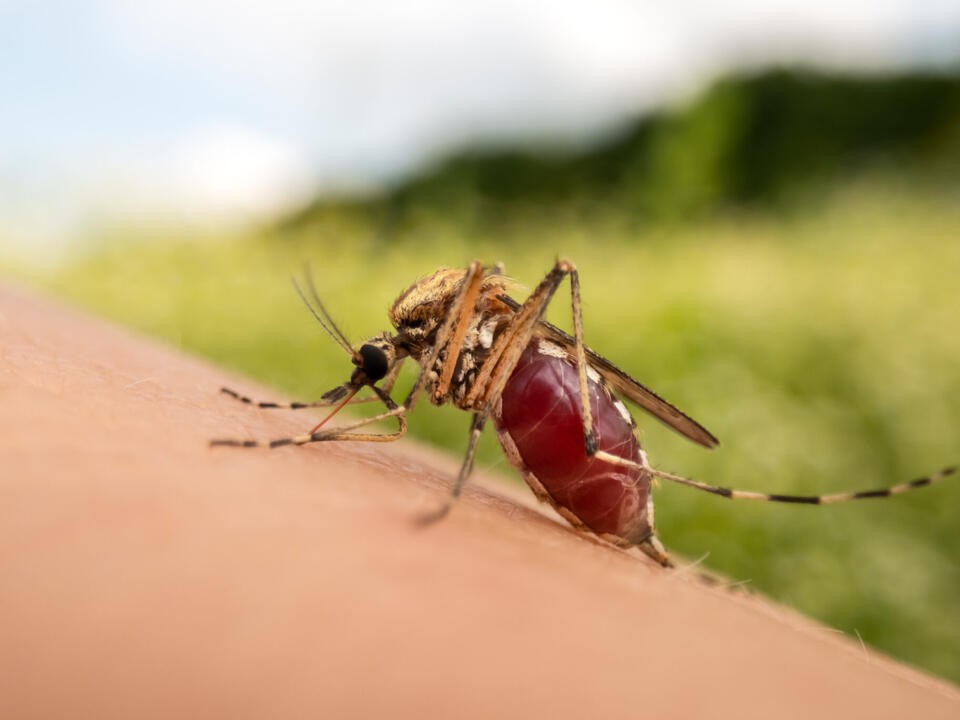 Discover The Scary Truth About West Nile Virus In Canton - 71jlmxi