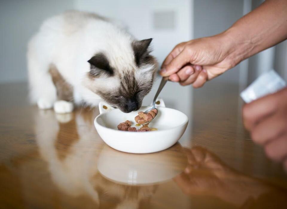 New Recall Links Bird Flu To Raw Pet Food - NewsBreak