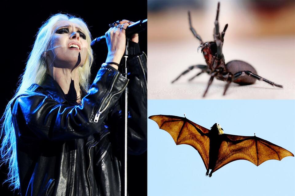 A Second Wild Animal Has Bitten the Singer of AC/DC's Opening Act ...