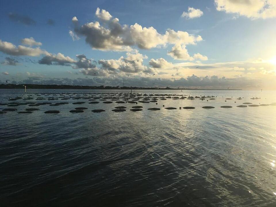 Amid moratorium hits, misses, shellfish growers seek leases
