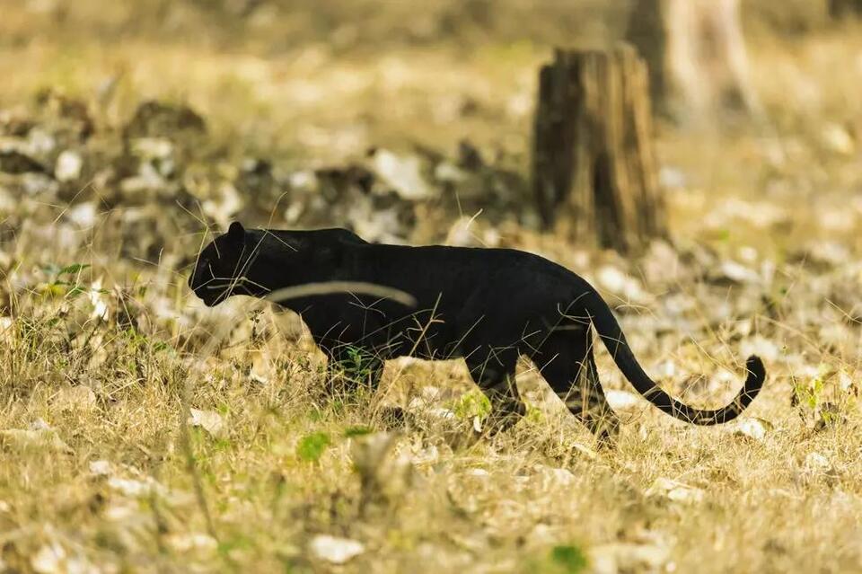 Big Cat Sighting In Michigan Sparks Panther Speculation - NewsBreak