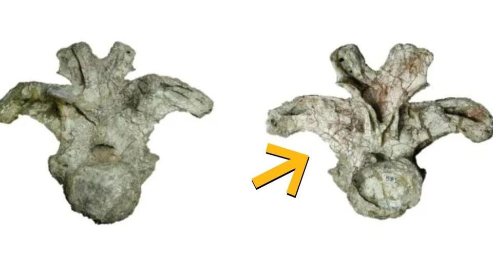 A Single Bone Found in Thailand Has Just Revealed an Entirely New Species of Giant Dinosaur