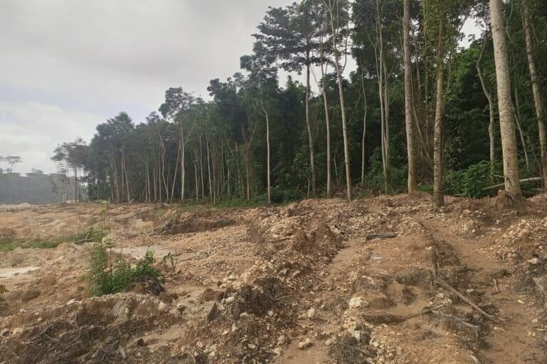 Ghana Shields Forests from Mining Menace in Historic Policy Reversal ...