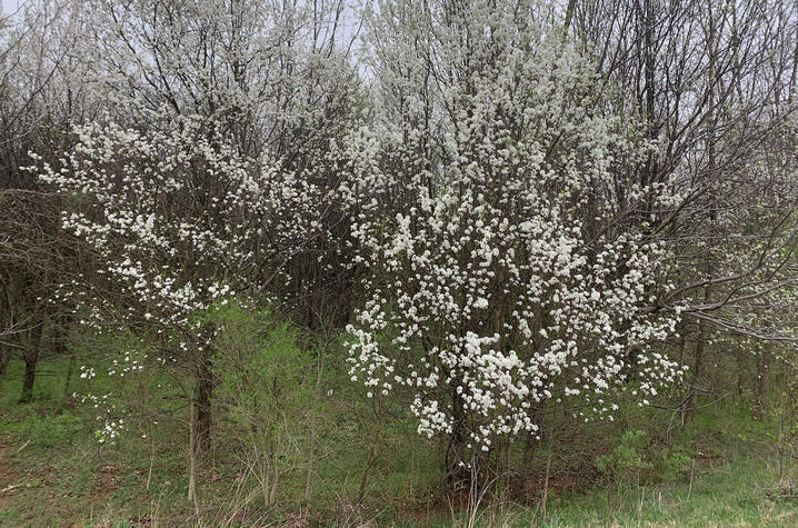 Kentucky residents can trade Bradford pears for native trees at fall ...