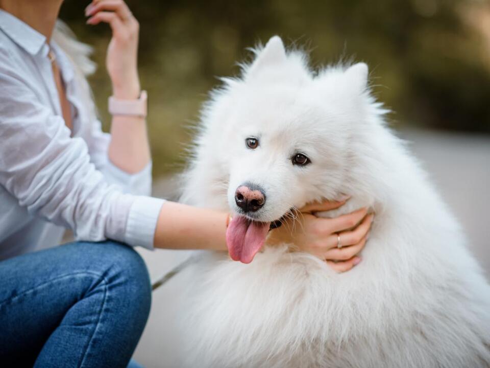 Dog Who Always Welcomes Owner Home With Favorite Toys Goes Viral ...