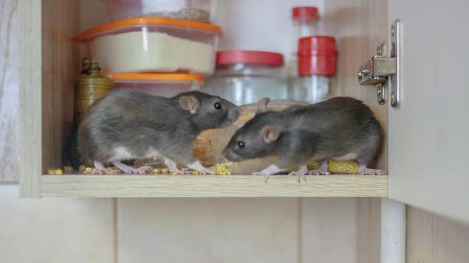 ‘There's a mouse in my house’: Here’s the pencil trick I used to detect ...