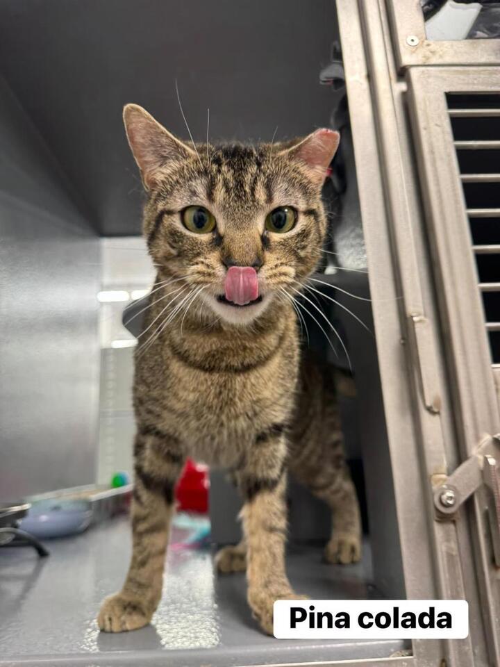 Save the stray animals: A no-cost fundraiser for those in need