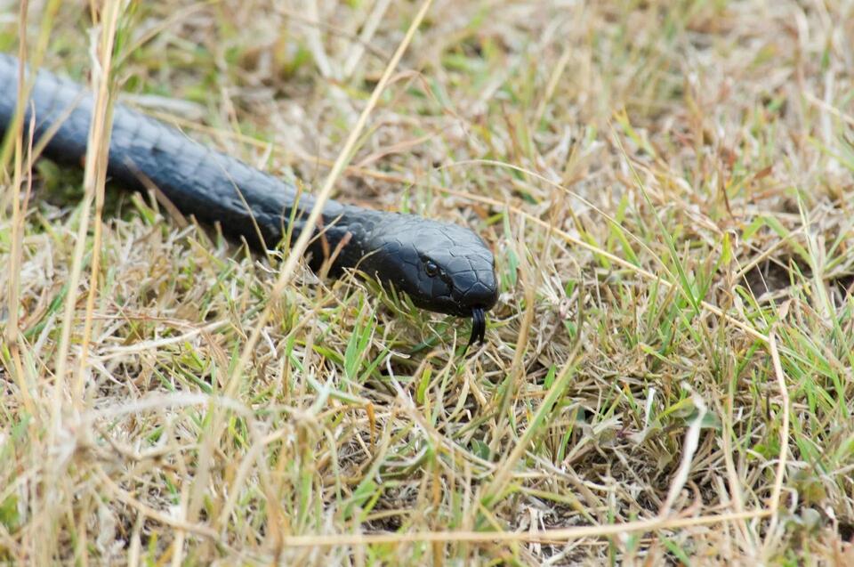 Singapore searches for a black spitting cobra after sightings near ...