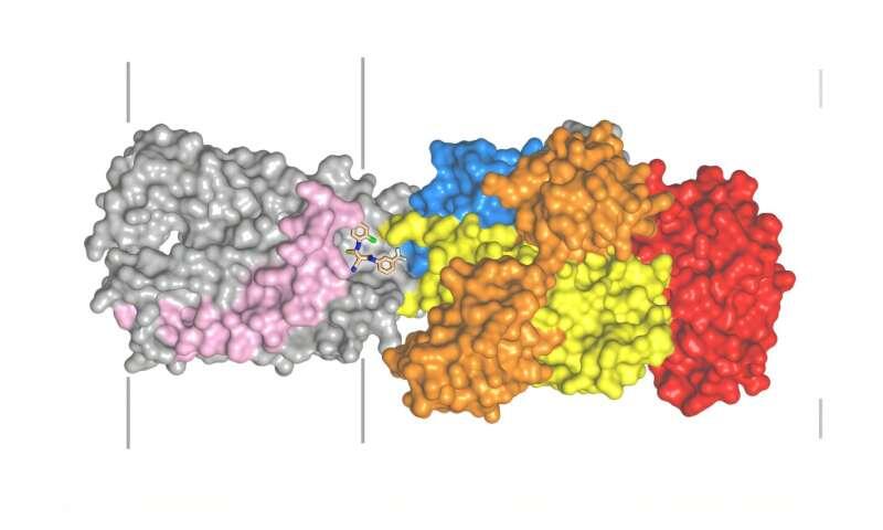 New way to harness copper makes antibiotic-resistant bacteria and cancer cells more vulnerable