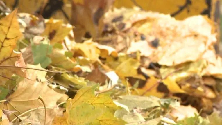 Waukesha fall leaf collection starts Monday; here's what to know ...