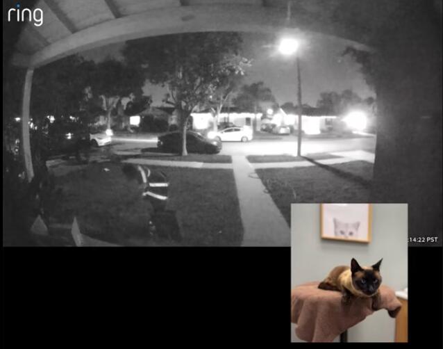 California Woman Says Amazon Driver Took Her Cat From the Front Porch ...