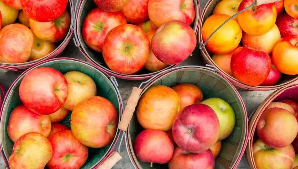 Pennsylvania Apple Shortage Hits Chester County Orchards and Cideries This Fall