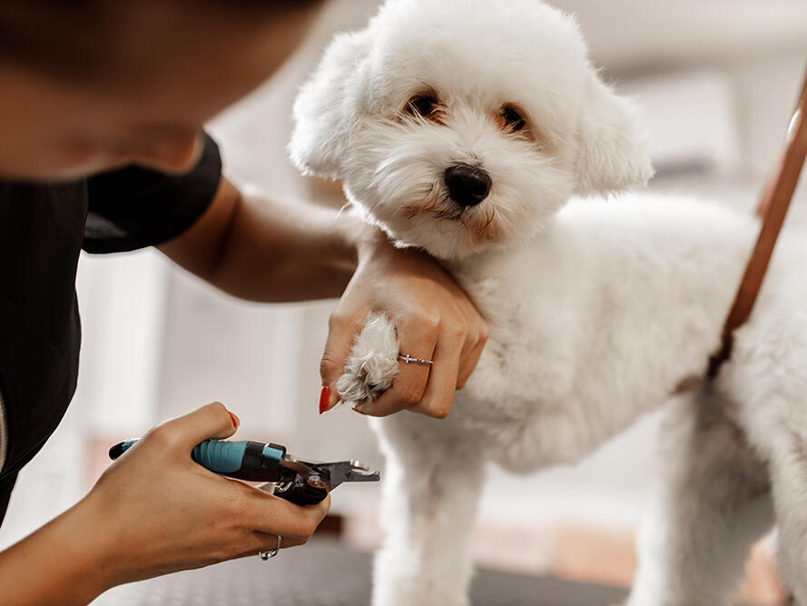 What to Do if You Cut Your Dog’s Nail Too Short & It Bleeds? 4 VetApproved Steps