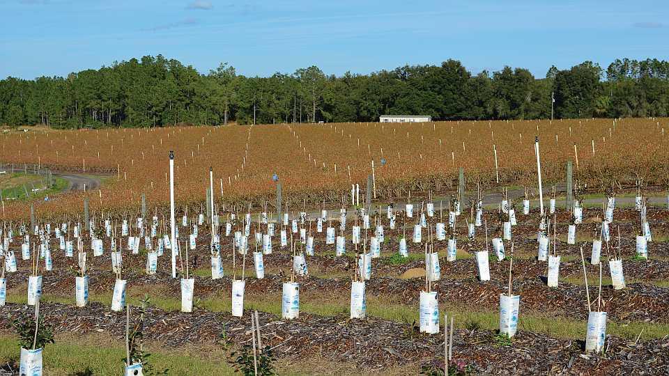 Big Vote of Confidence for U.S. Highbush Blueberry Council