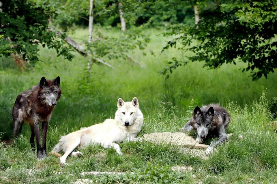 Reintroducing Wolves: How One Bold Plan Changed Yellowstone Forever ...