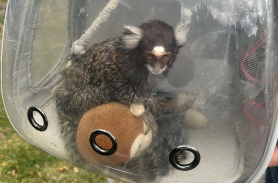 New York Wildlife Investigators Catch Illegal Primate Trafficking In ...