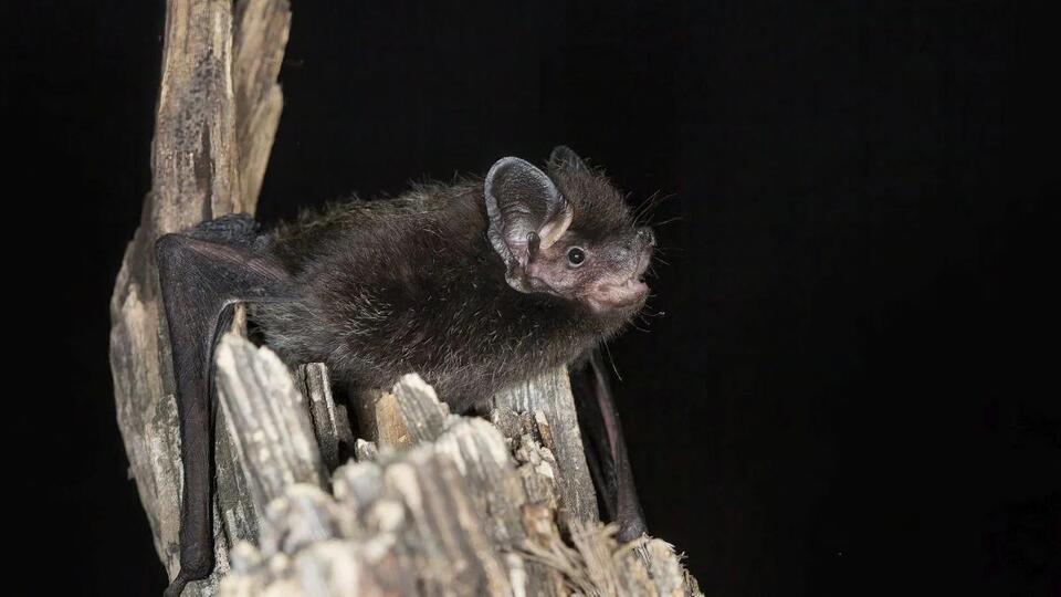 Rabies Death: Ontario Child Dies in First Locally Acquired Case Since ...