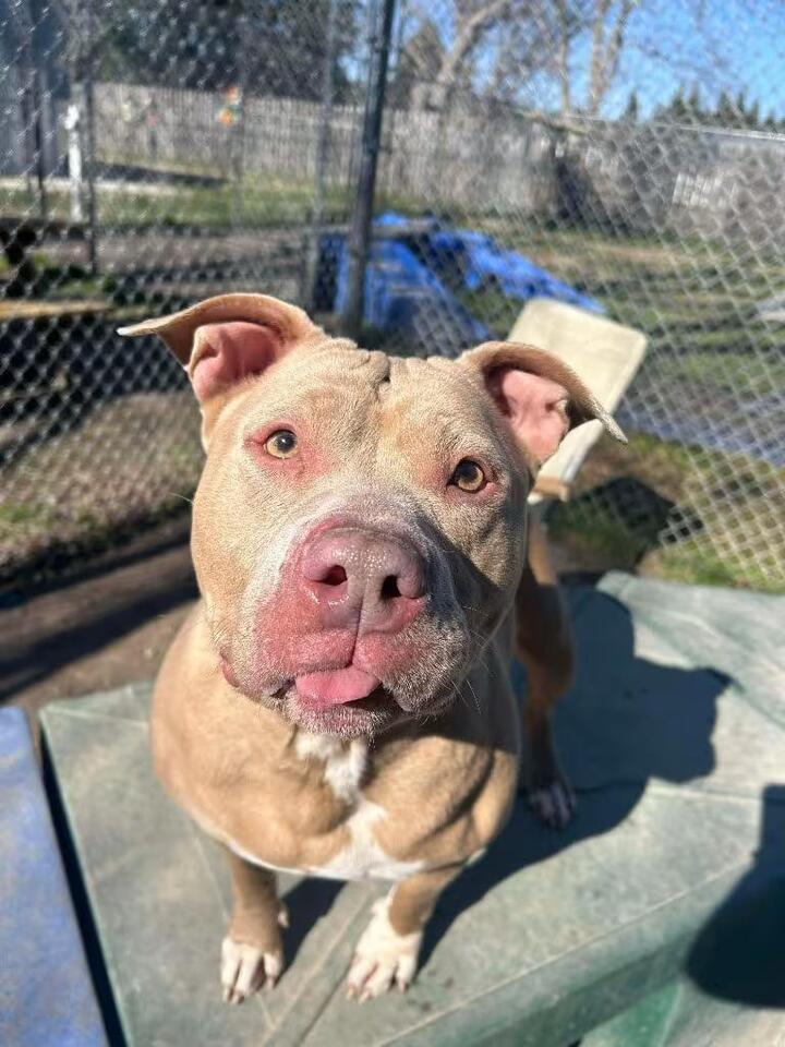 🐶 Playful, Loyal Dogs Ready for Adoption in New Bern - NewsBreak