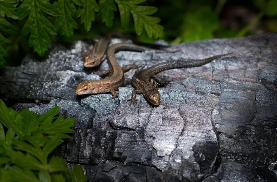 7 Types of Lizards in Alabama and How to Identify Them - NewsBreak