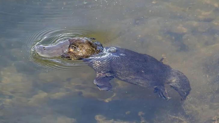 13 Animals That Lay Eggs (Some Might Surprise You!)