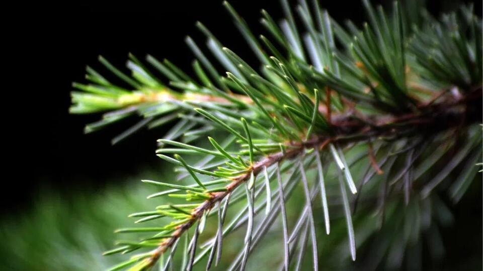 Prevent wildfires and get rid of your leaves and pine needles at these ...