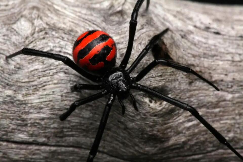 20 Dangerous Bugs in North Carolina (With Pictures and ID Guide ...