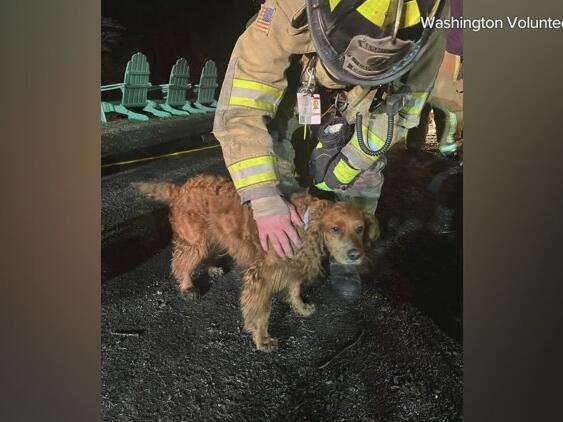 Pets rescued from house fire in Washington, Conn.