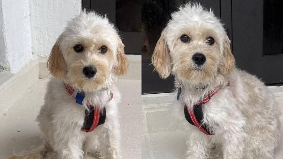 Meet Rupert, a 14lb small Cavachon & Bichon Frise mix who needs a ...